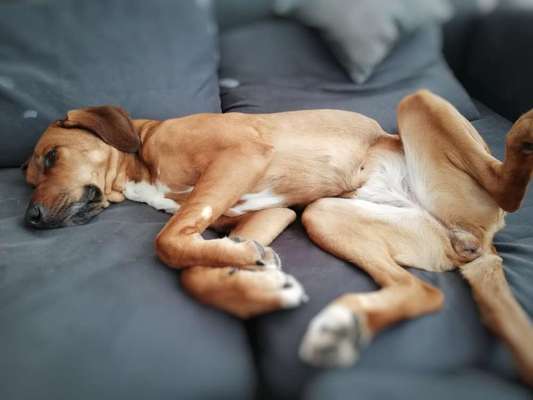 Rhodesian Ridgeback-Beitrag-Bild