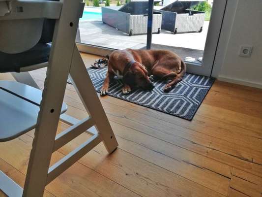 Rhodesian Ridgeback-Beitrag-Bild