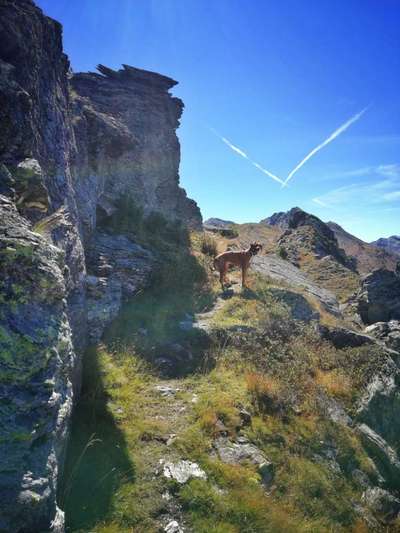 Rhodesian Ridgeback-Beitrag-Bild