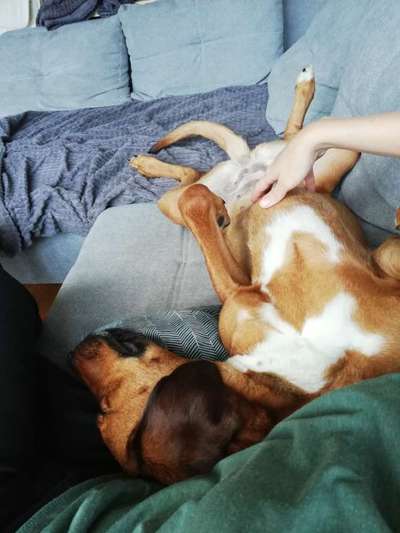 Rhodesian Ridgeback-Beitrag-Bild