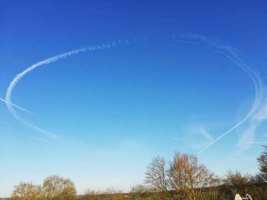 Rhodesian Ridgeback-Beitrag-Bild