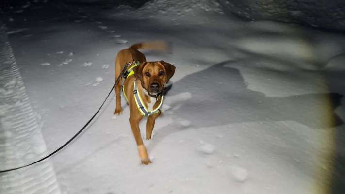 Rhodesian Ridgeback-Beitrag-Bild