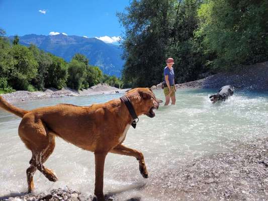 Rhodesian Ridgeback-Beitrag-Bild
