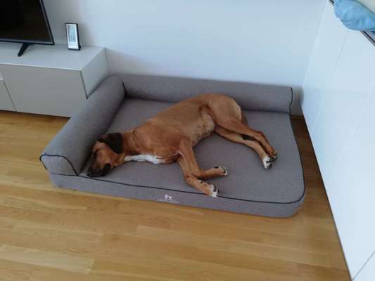 Ridgeback Ausstattung-Beitrag-Bild