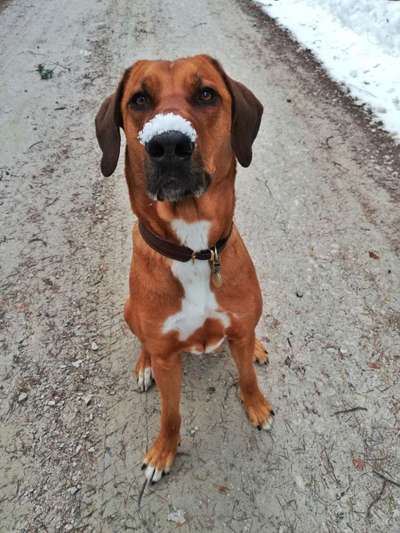 Rhodesian Ridgeback-Beitrag-Bild