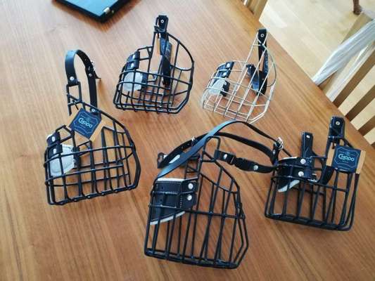 Rhodesian Ridgeback-Beitrag-Bild