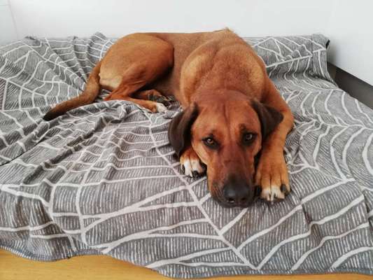 Rhodesian Ridgeback-Beitrag-Bild