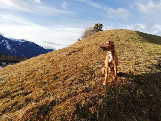 Rhodesian Ridgeback-Beitrag-Bild