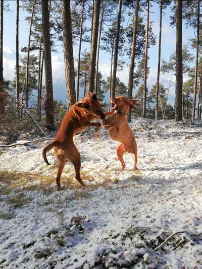 Rhodesian Ridgeback-Beitrag-Bild