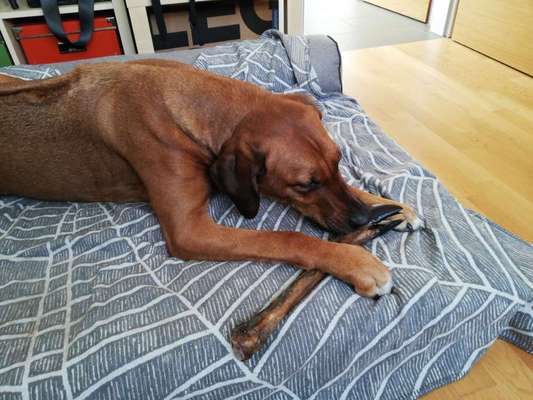 Rhodesian Ridgeback-Beitrag-Bild