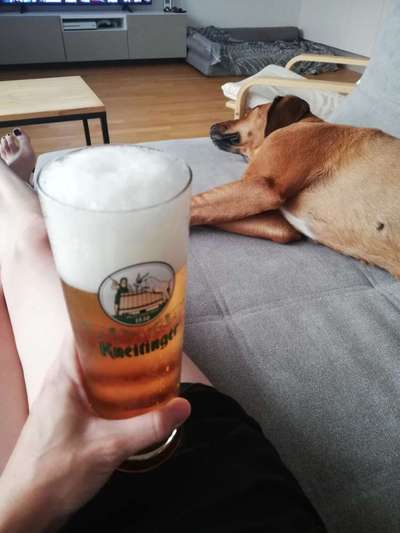 Rhodesian Ridgeback-Beitrag-Bild