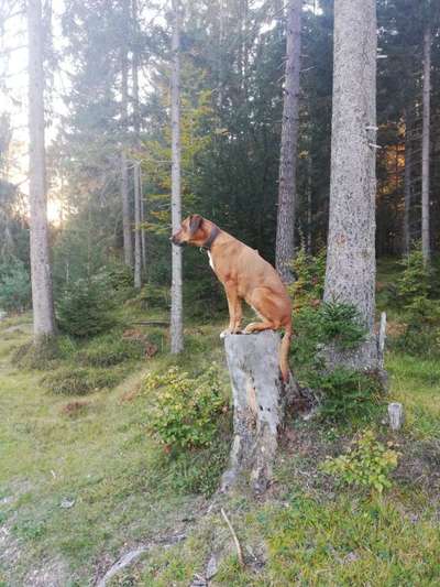 Rhodesian Ridgeback-Beitrag-Bild