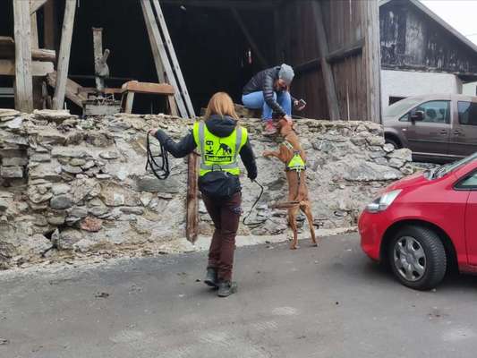 Rhodesian Ridgeback-Beitrag-Bild