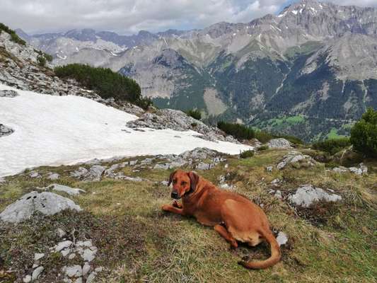 Rhodesian Ridgeback-Beitrag-Bild