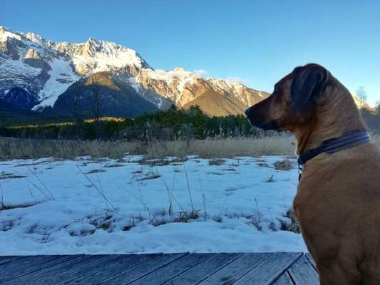 Rhodesian Ridgeback-Beitrag-Bild