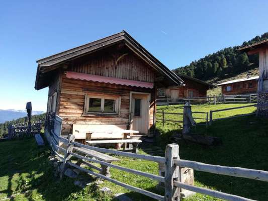 Rhodesian Ridgeback-Beitrag-Bild