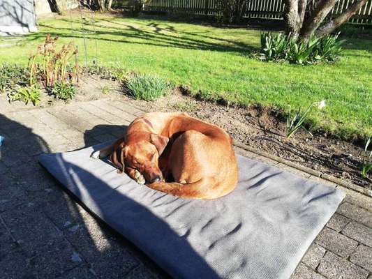 Rhodesian Ridgeback-Beitrag-Bild