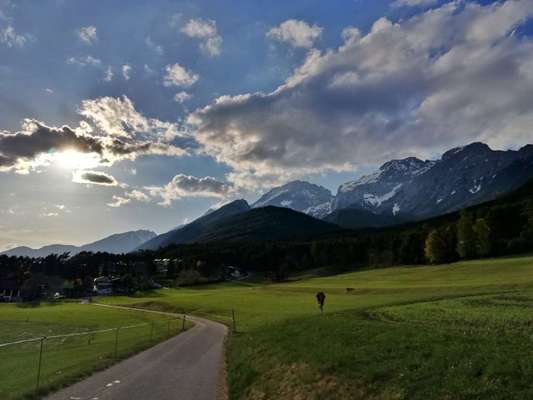 Rhodesian Ridgeback-Beitrag-Bild