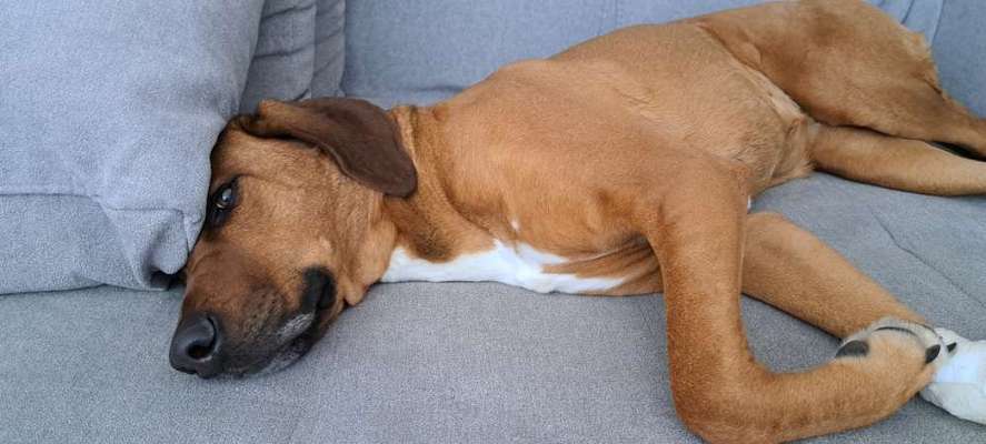 Rhodesian Ridgeback-Beitrag-Bild