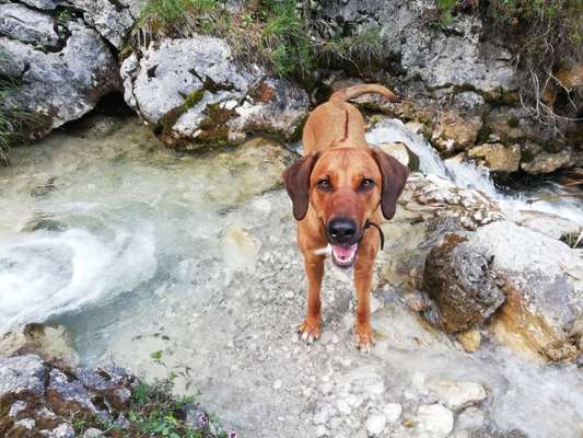 Rhodesian Ridgeback-Beitrag-Bild