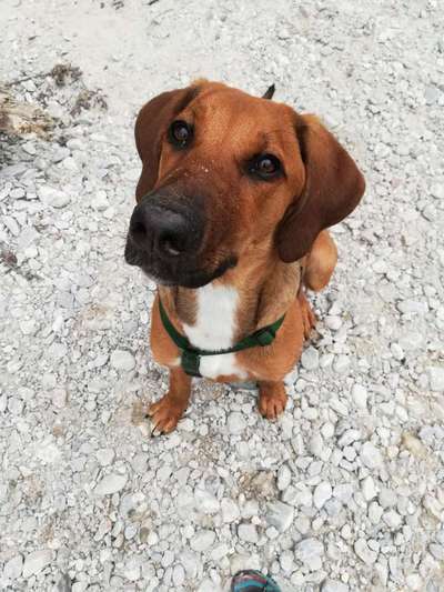 Rhodesian Ridgeback-Beitrag-Bild
