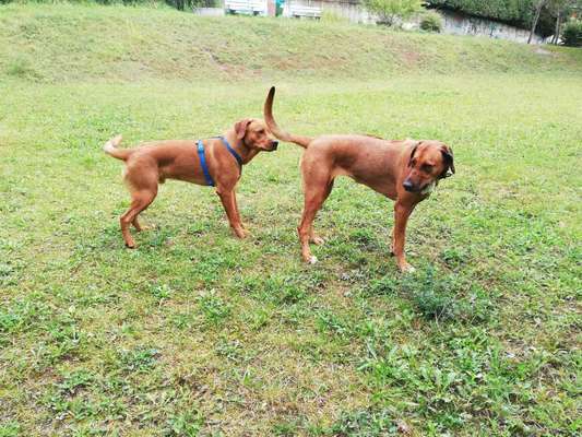 Rhodesian Ridgeback-Beitrag-Bild