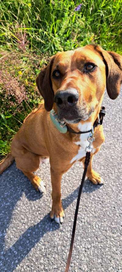 Rhodesian Ridgeback-Beitrag-Bild
