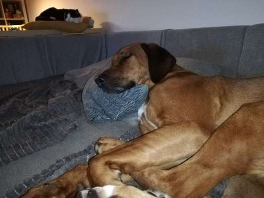 Rhodesian Ridgeback-Beitrag-Bild