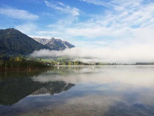 Rhodesian Ridgeback-Beitrag-Bild