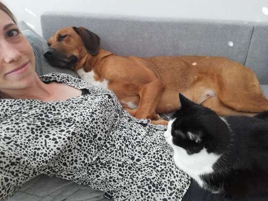 Rhodesian Ridgeback-Beitrag-Bild