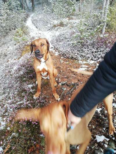 Rhodesian Ridgeback-Beitrag-Bild