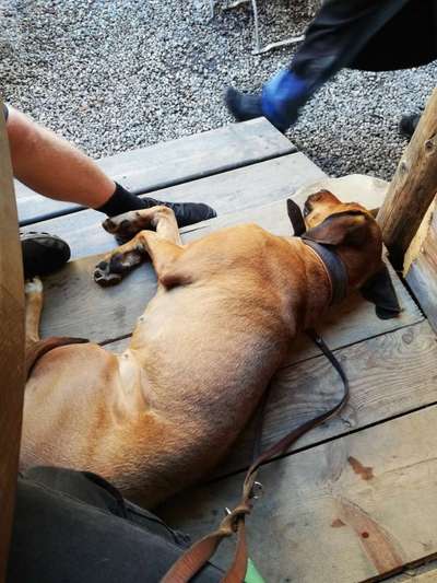 Rhodesian Ridgeback-Beitrag-Bild