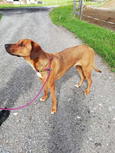 Ridgeback Ausstattung-Beitrag-Bild