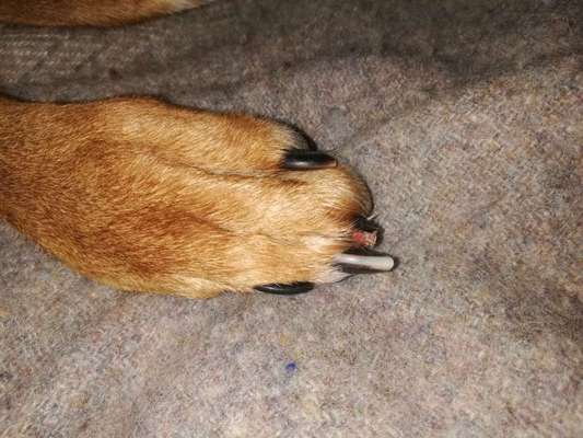 Rhodesian Ridgeback-Beitrag-Bild