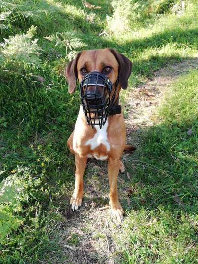 Rhodesian Ridgeback-Beitrag-Bild