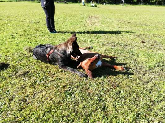 Rhodesian Ridgeback-Beitrag-Bild