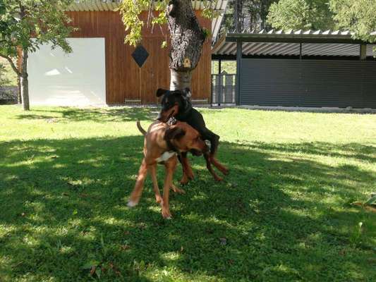 Rhodesian Ridgeback-Beitrag-Bild