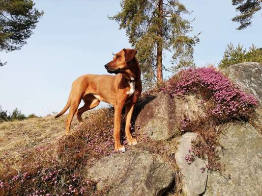 Rhodesian Ridgeback-Beitrag-Bild