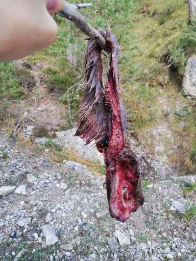 Rhodesian Ridgeback-Beitrag-Bild