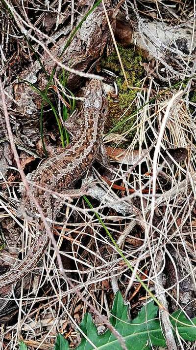 Rhodesian Ridgeback-Beitrag-Bild