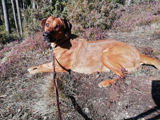 Rhodesian Ridgeback-Beitrag-Bild