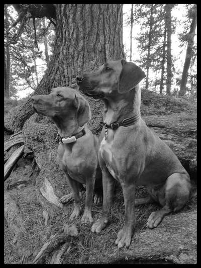 Rhodesian Ridgeback-Beitrag-Bild