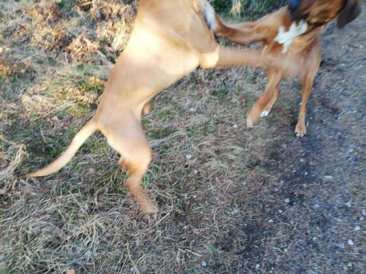 Rhodesian Ridgeback-Beitrag-Bild