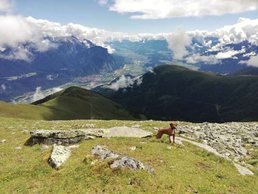 Rhodesian Ridgeback-Beitrag-Bild