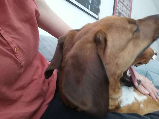 Rhodesian Ridgeback-Beitrag-Bild