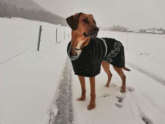 Rhodesian Ridgeback-Beitrag-Bild