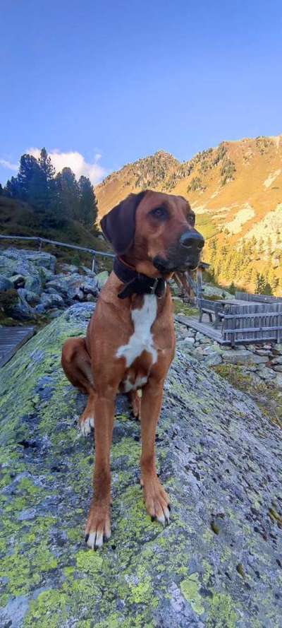 Rhodesian Ridgeback-Beitrag-Bild