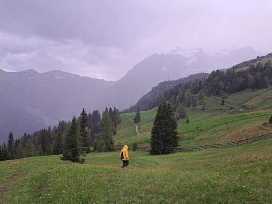 Rhodesian Ridgeback-Beitrag-Bild