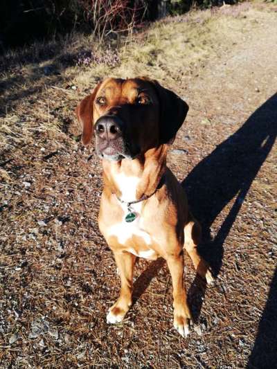 Rhodesian Ridgeback-Beitrag-Bild