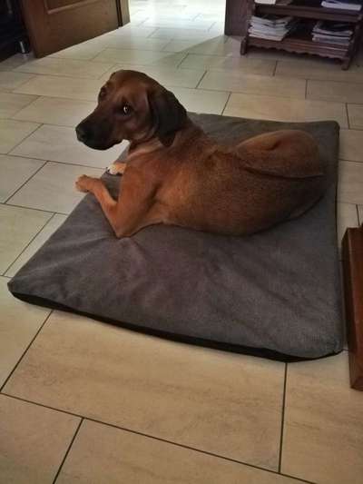 Ridgeback Ausstattung-Beitrag-Bild